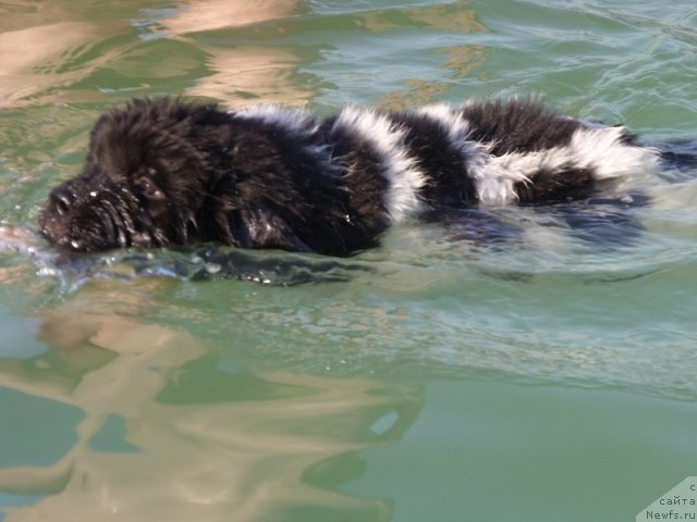 Фото: ньюфаундленд Iskushenie Moey Dushi (Искушение Моей Души)