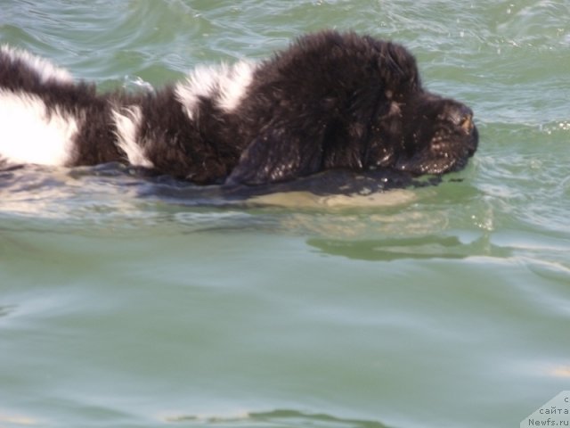 Фото: ньюфаундленд Idal'go Nepovtorimyiy (Идальго Неповторимый)