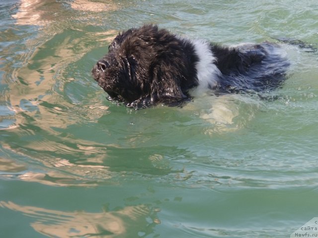 Фото: ньюфаундленд Idal'go Nepovtorimyiy (Идальго Неповторимый)