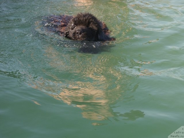 Фото: ньюфаундленд Iskusnaya Koketka (Искусная Кокетка)