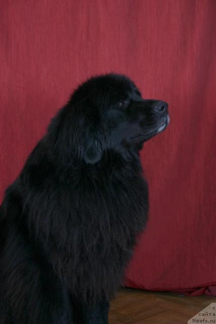 Фото: ньюфаундленд Aysedora Plenitel'naya Ledi (Айседора Пленительная Леди)