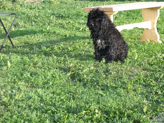 Фото: ньюфаундленд Imperatrica Semi Morey (Императрица Семи Морей)