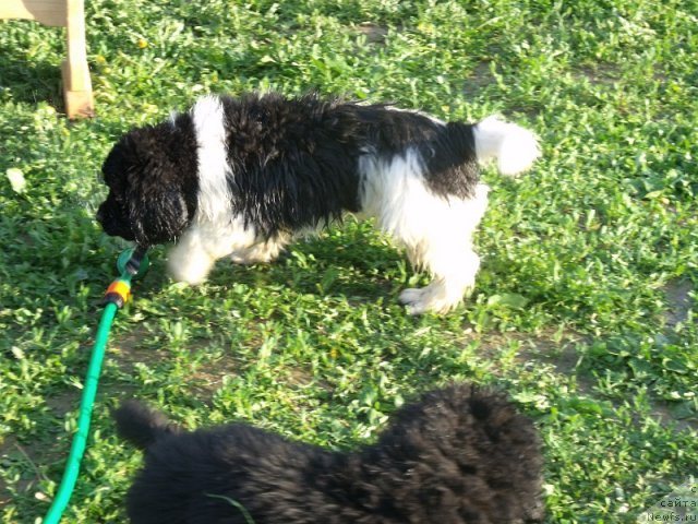 Фото: ньюфаундленд Idal'go Nepovtorimyiy (Идальго Неповторимый)