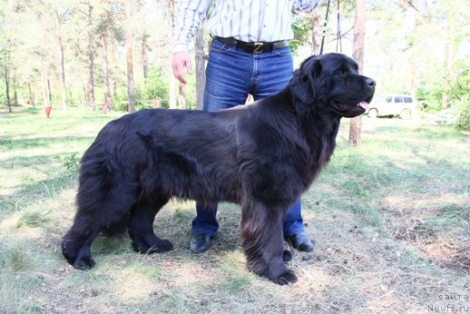 Фото: ньюфаундленд Allegro Assai Luna (Аллегро Ассаи Луна)