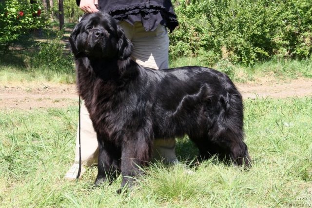 Фото: ньюфаундленд Allegro Assai Luna (Аллегро Ассаи Луна)