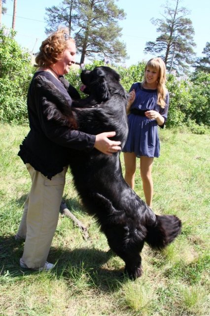 Фото: ньюфаундленд Allegro Assai Luna (Аллегро Ассаи Луна)