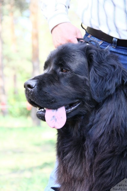 Фото: ньюфаундленд Allegro Assai Luna (Аллегро Ассаи Луна)