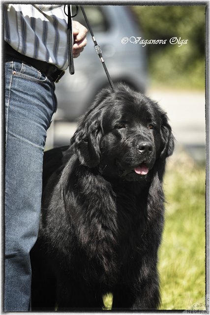 Фото: ньюфаундленд Allegro Assai Luna (Аллегро Ассаи Луна)