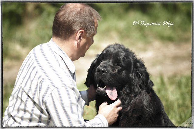 Фото: ньюфаундленд Allegro Assai Luna (Аллегро Ассаи Луна)
