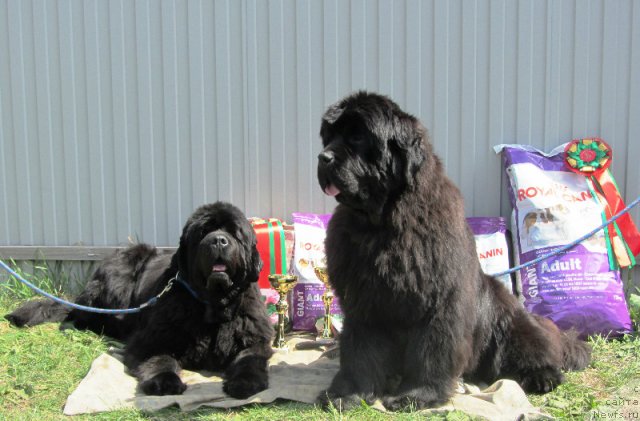 Фотография № 96420