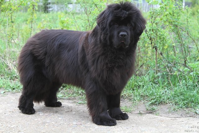 Фото: ньюфаундленд Osoba Statnaya iz Medvej'ego YAra (Особа Статная из Медвежьего Яра)