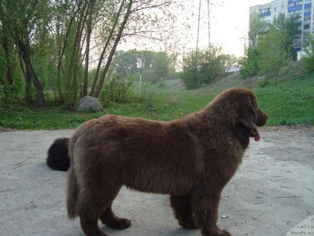 Фото: ньюфаундленд N'yufort Pervaya Ledi (Ньюфорт Первая Леди)