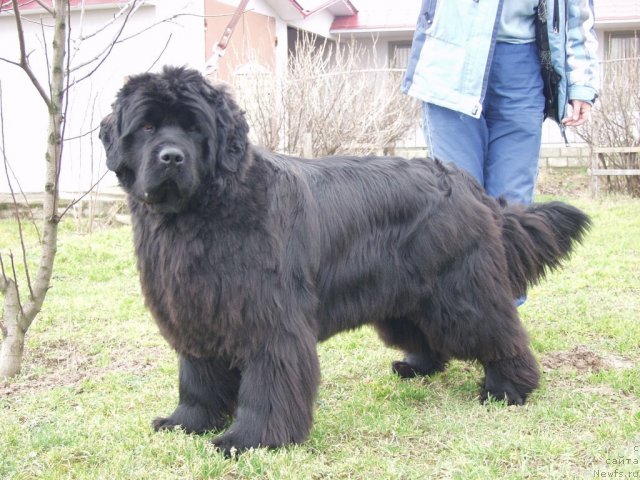 Фото: ньюфаундленд Yunspotid Hay iz Medvejyego Yara (Юнспотид Хай Из Медвежьего Яра)