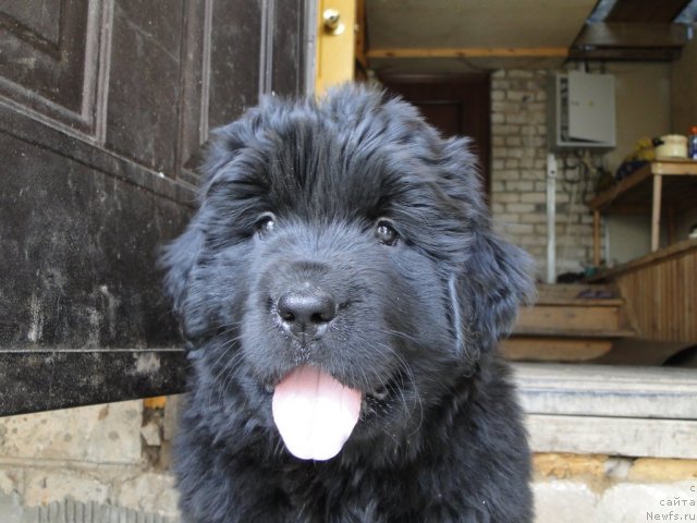 Фото: дети [d9317], ньюфаундленд Blestyaschaya Brina (Блестящая Брина)
