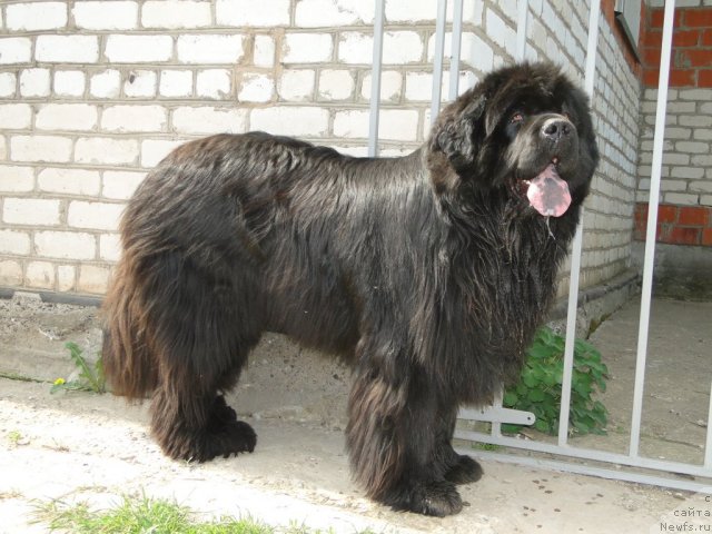 Фото: ньюфаундленд Baloven' Sud'byi (Баловень Судьбы)