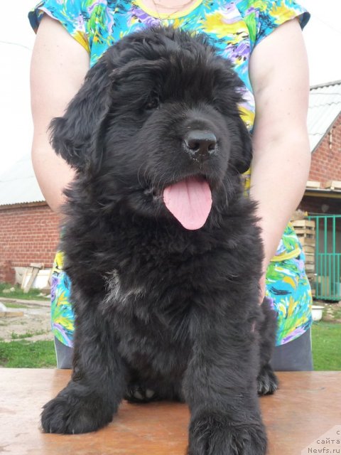 Фото: ньюфаундленд Vlastelin Morey (Властелин Морей)