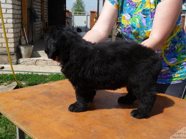 Фото: ньюфаундленд Vlastelin Morey (Властелин Морей)