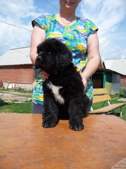 Фото: ньюфаундленд Velikiy Predvoditel' (Великий Предводитель)