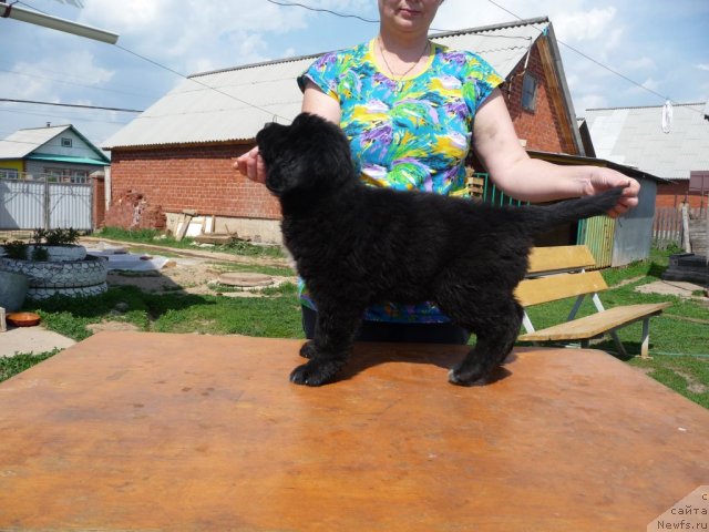 Фото: ньюфаундленд Velikiy Predvoditel' (Великий Предводитель)