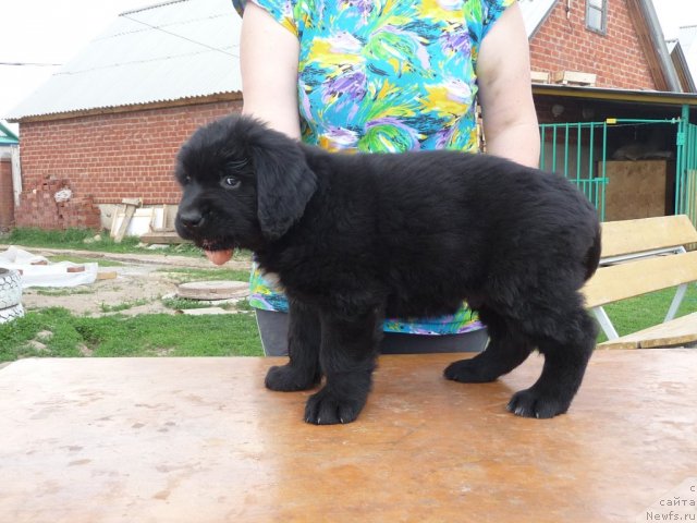 Фото: ньюфаундленд Vajnaya Persona (Важная Персона)