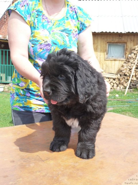 Фото: ньюфаундленд Viva Viktoriya (Вива Виктория)