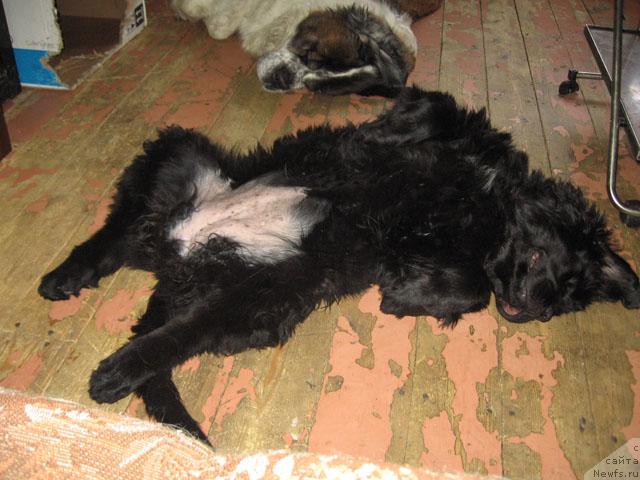 Фото: ньюфаундленд Zhasmine Severny Caprice iz Medvejyego Yara (Жасмин Северный Каприз из Медвежьего Яра)