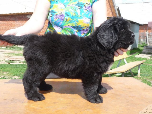 Фото: ньюфаундленд Viva Viktoriya (Вива Виктория)