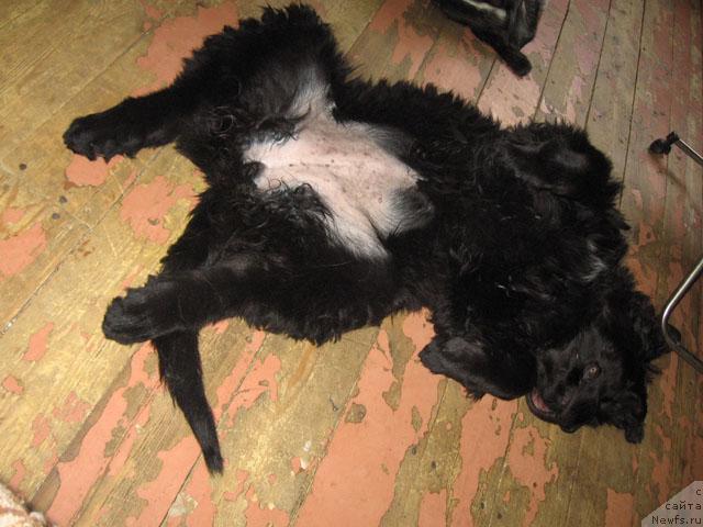 Фото: ньюфаундленд Zhasmine Severny Caprice iz Medvejyego Yara (Жасмин Северный Каприз из Медвежьего Яра)