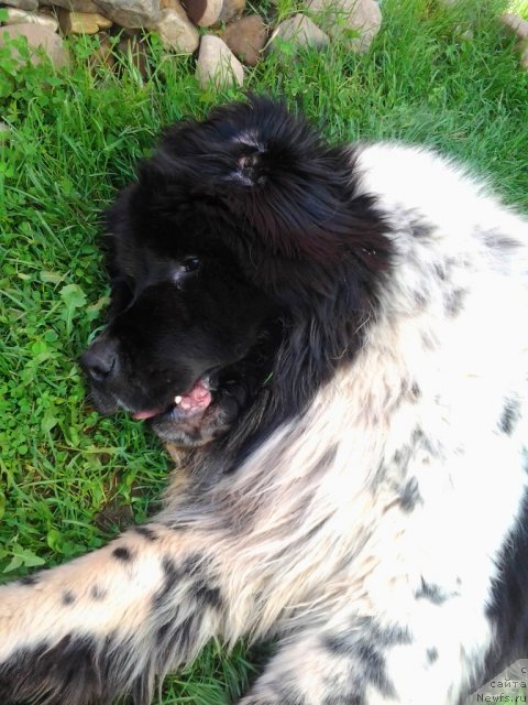 Фото: ньюфаундленд Super Bizon Ekaterinburg (Супер Бизон Екатеринбург)