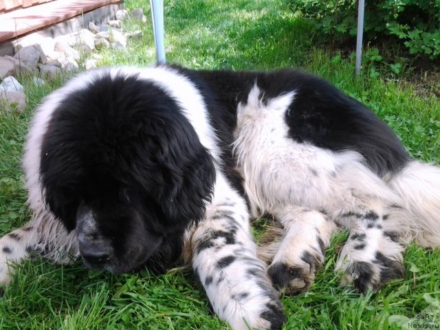 Фото: ньюфаундленд Super Bizon Ekaterinburg (Супер Бизон Екатеринбург)