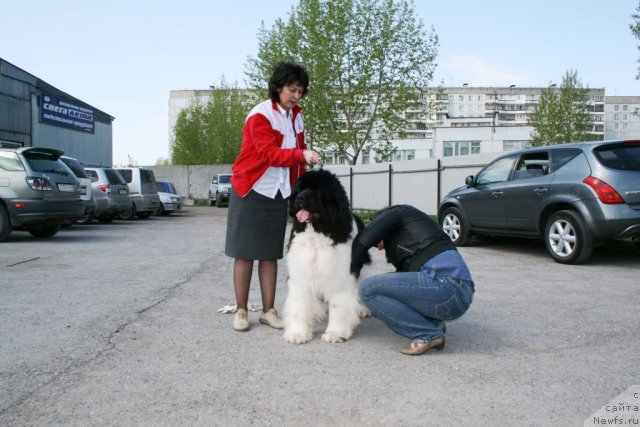 Фото: ньюфаундленд Chatkantarra Taro