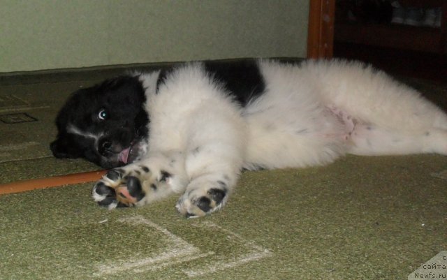 Фото: ньюфаундленд Pitern'yuf Hubba-Bubba (Питерньюф Хубба-Бубба)