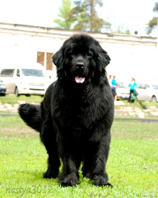 Фото: ньюфаундленд Imperatorskiy Kapriz Ikariya (Императорский Каприз Икария)