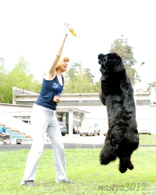 Фото: ньюфаундленд Imperatorskiy Kapriz Ikariya (Императорский Каприз Икария)