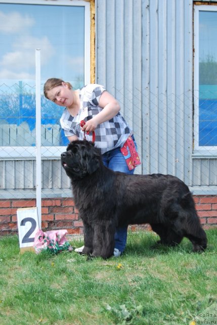 Фото: ньюфаундленд Markiza Angelov iz Tihogo Omuta (Маркиза Ангелов из Тихого Омута)