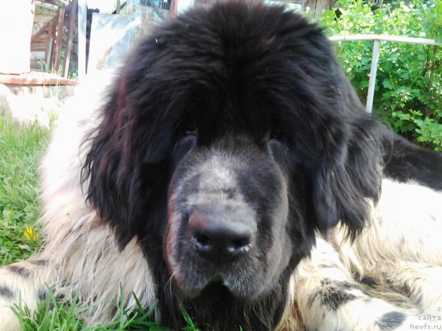 Фото: ньюфаундленд Super Bizon Ekaterinburg (Супер Бизон Екатеринбург)