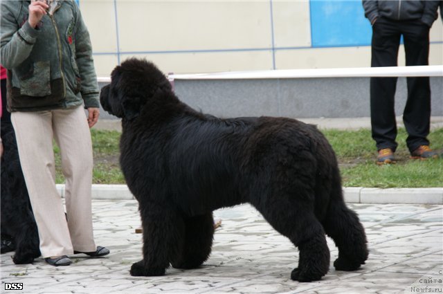 Фотография № 96541