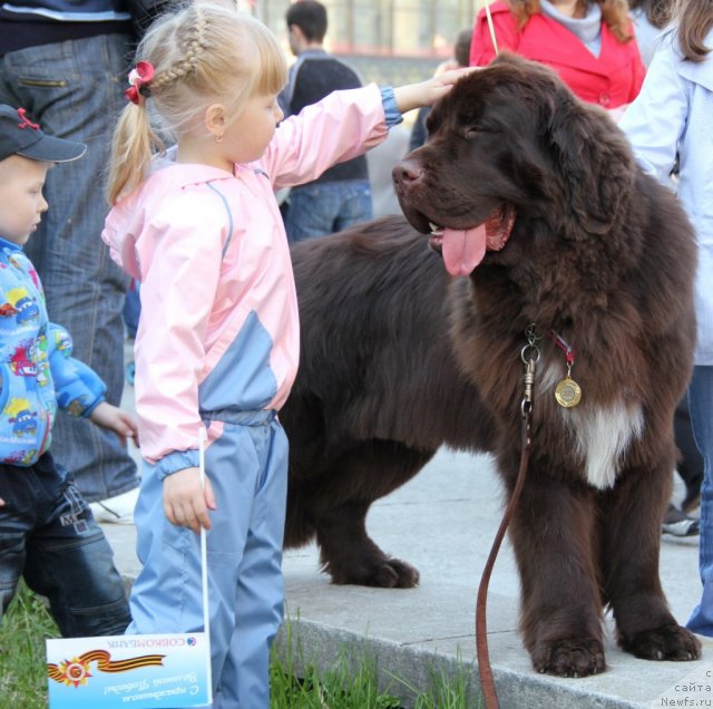 Фото: ньюфаундленд Obush SHed YAntarnyiy Poceluy (Обуш Шед Янтарный Поцелуй)