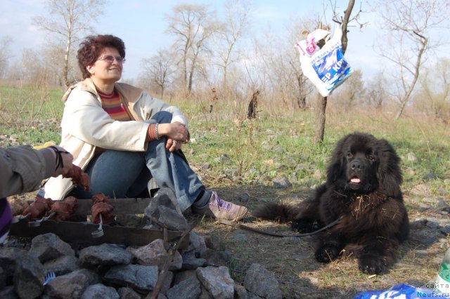 Фото: ньюфаундленд Velyke Malyatko Ruta Plavuсha Vedmedytsуa, Anna SHimanskaya (Анна Шиманская)