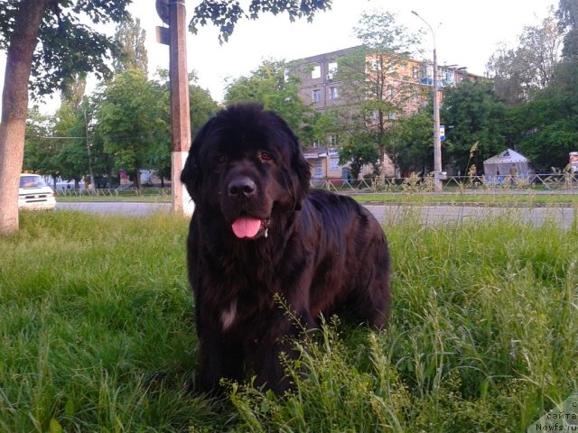 Фото: ньюфаундленд Leslley-Sia Flover (Лесли-Сиа Фловер)