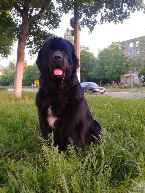 Фото: ньюфаундленд Leslley-Sia Flover (Лесли-Сиа Фловер)