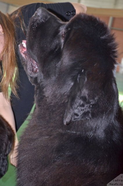 Фото: ньюфаундленд Beguschaya po Volnam Zillion (Бегущая по Волнам Зиллион)