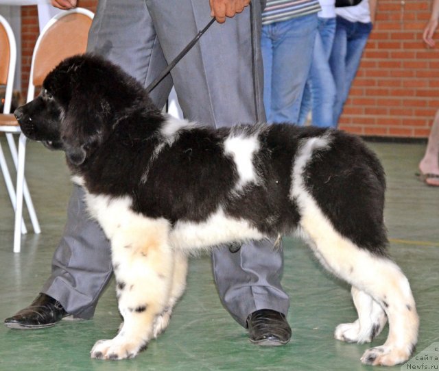 Фотография № 96558