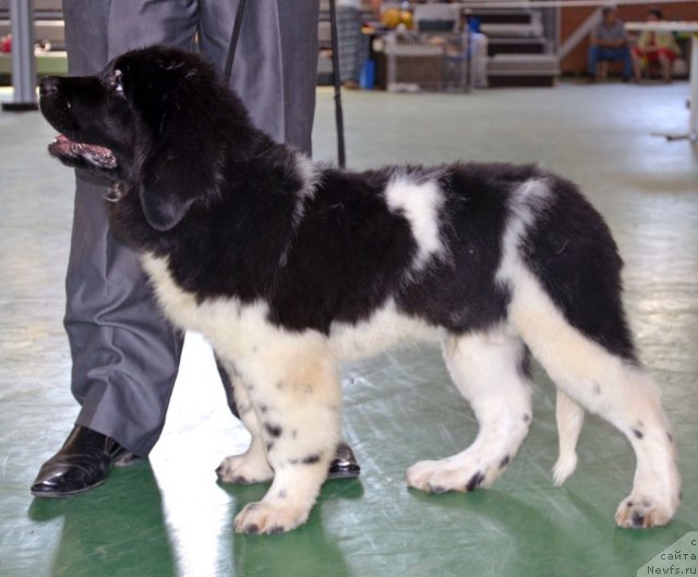 Фотография № 96561