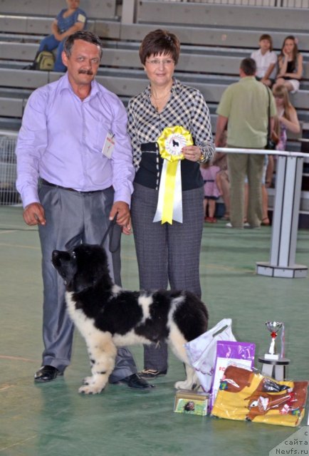 Фото: ньюфаундленд CHernyiy SHarm Vankuver (Черный Шарм Ванкувер)