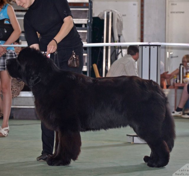 Фото: ньюфаундленд Beguschaya po Volnam Zillion (Бегущая по Волнам Зиллион)