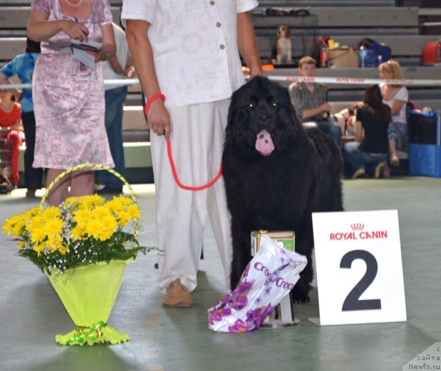 Фото: ньюфаундленд CHelsi Barni (Челси Барни)