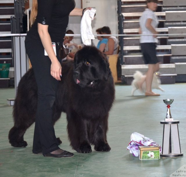 Фото: ньюфаундленд Beguschaya po Volnam Zillion (Бегущая по Волнам Зиллион)