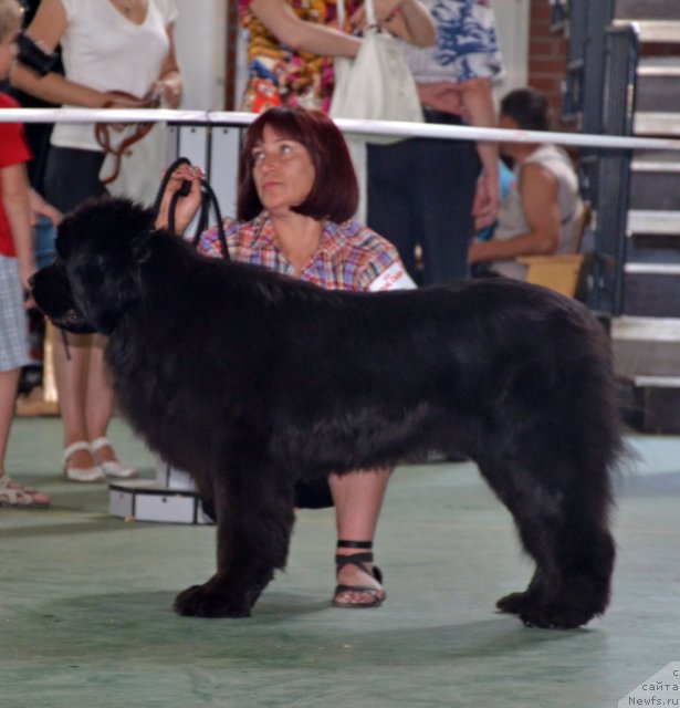 Фото: ньюфаундленд Andjelo Orso Camira (Анджело Орсо Цамира)