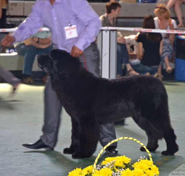 Фото: ньюфаундленд Zvezdnij Dar Afrodita (Звездный Дар Афродита)
